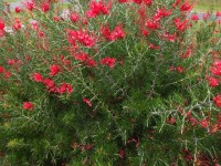 Gravillea rosmanifolia